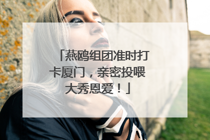 燕鸥组团准时打卡厦门，亲密投喂大秀恩爱！