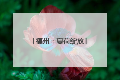 福州：夏荷绽放