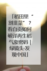 稻田里“割韭菜”？看自贡如何破译再生稻气象密码｜绿镜头·发现中国