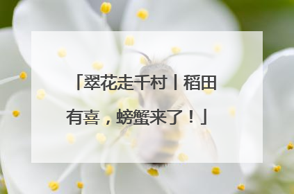 翠花走千村丨稻田有喜，螃蟹来了！