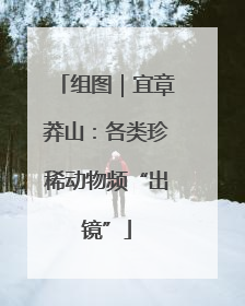 组图｜宜章莽山：各类珍稀动物频“出镜”