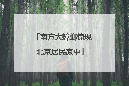 南方大蟑螂惊现北京居民家中