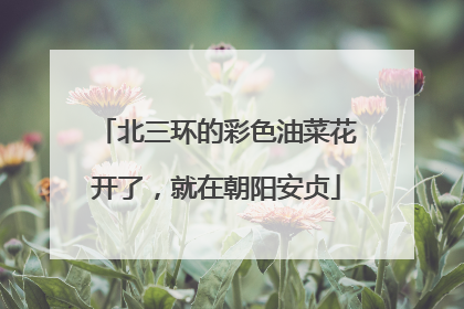 北三环的彩色油菜花开了，就在朝阳安贞