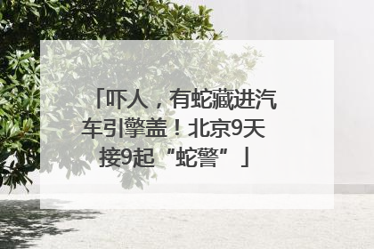 吓人，有蛇藏进汽车引擎盖！北京9天接9起“蛇警”