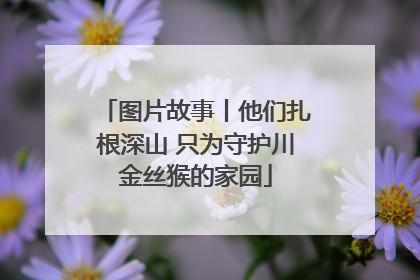 图片故事丨他们扎根深山 只为守护川金丝猴的家园