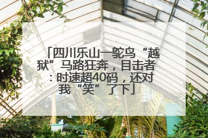 四川乐山一鸵鸟“越狱”马路狂奔，目击者：时速超40码，还对我“笑”了下