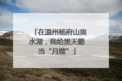 在温州杨府山奥水湖，我给黑天鹅当“月嫂”