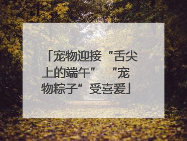 宠物迎接“舌尖上的端午” “宠物粽子”受喜爱