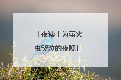 夜读丨为萤火虫哭泣的夜晚