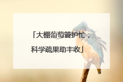 大棚葡萄管护忙，科学疏果助丰收