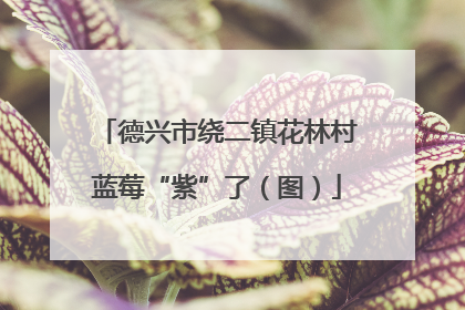 德兴市绕二镇花林村蓝莓“紫”了（图）