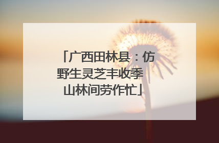 广西田林县：仿野生灵芝丰收季 山林间劳作忙