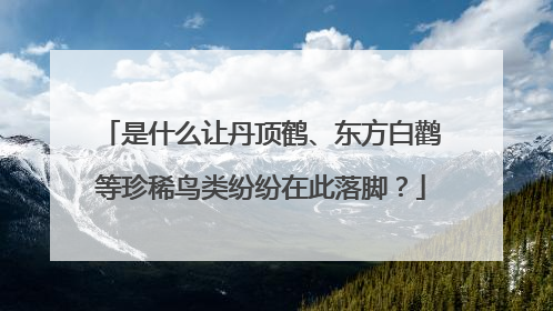 是什么让丹顶鹤、东方白鹳等珍稀鸟类纷纷在此落脚？