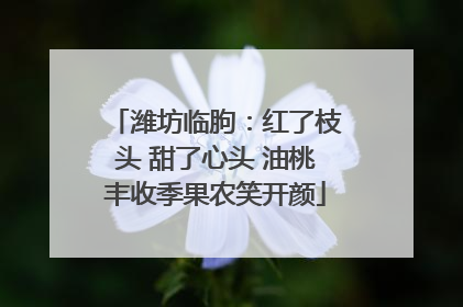 潍坊临朐：红了枝头 甜了心头 油桃丰收季果农笑开颜