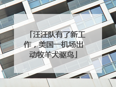 汪汪队有了新工作，美国一机场出动牧羊犬驱鸟
