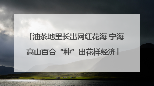 油茶地里长出网红花海 宁海高山百合“种”出花样经济