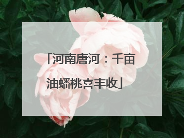 河南唐河：千亩油蟠桃喜丰收