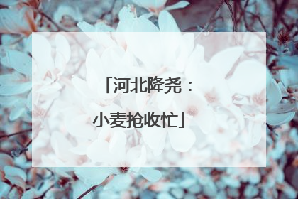河北隆尧：小麦抢收忙