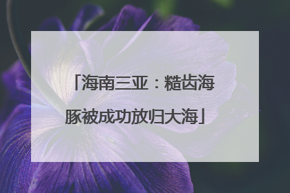 海南三亚：糙齿海豚被成功放归大海
