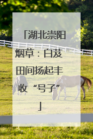 湖北崇阳烟草：白芨田间扬起丰收“号子”
