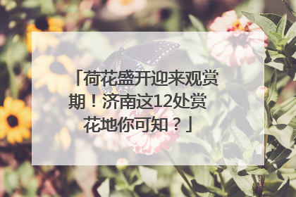 荷花盛开迎来观赏期！济南这12处赏花地你可知？