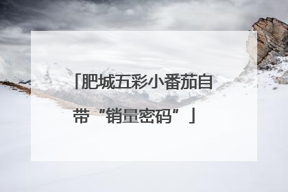 肥城五彩小番茄自带“销量密码”