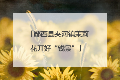郧西县夹河镇茉莉花开好“钱景”