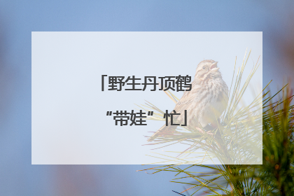 野生丹顶鹤“带娃”忙
