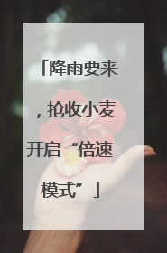 降雨要来，抢收小麦开启“倍速模式”