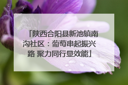 陕西合阳县新池镇南沟社区：葡萄串起振兴路 聚力同行显效能