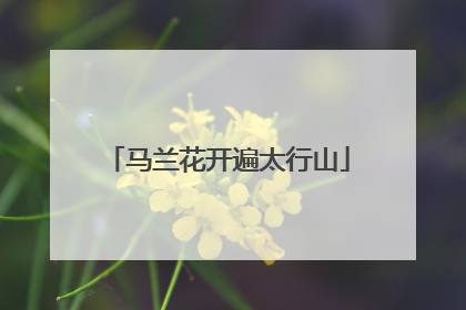 马兰花开遍太行山
