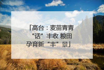 高台：麦苗青青“话”丰收 粮田孕育新“丰”景