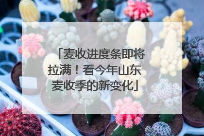 麦收进度条即将拉满！看今年山东麦收季的新变化