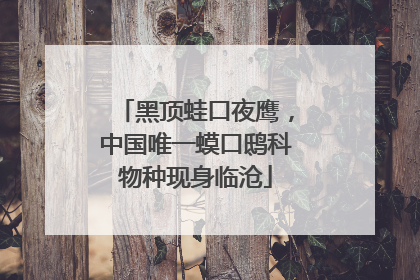 黑顶蛙口夜鹰，中国唯一蟆口鸱科物种现身临沧
